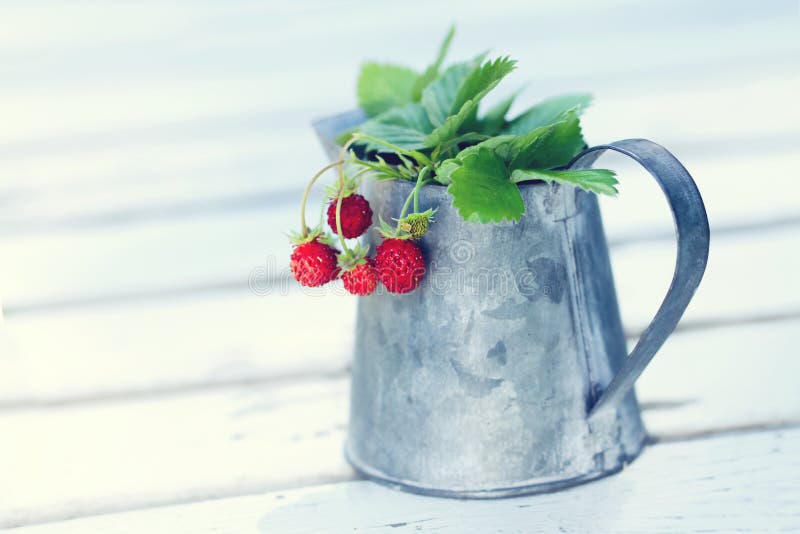 Small red wild strawberries with green leaves in a metal cup on a white wooden table with hazy vintage editing. Small red wild strawberries with green leaves in a metal cup on a white wooden table with hazy vintage editing