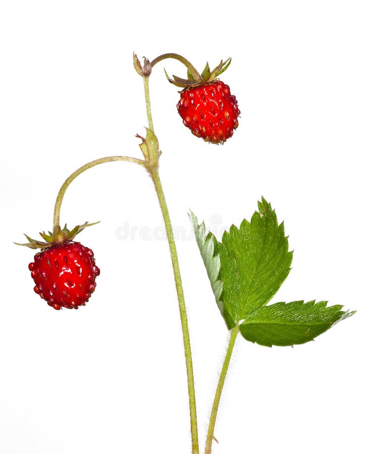 Wild strawberry with green leaves isolated on white background. Wild strawberry with green leaves isolated on white background