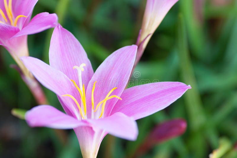 Wild safron pink flowers stock images Wild safron pink flowers stock images