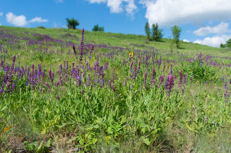Wild sage flowers stock photo. Image of leaf, petal 107603896