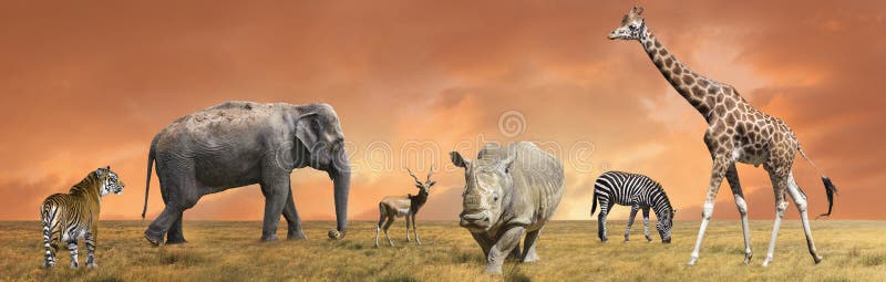 Divoký savana zvieratá, slon, antilopa, nosorožec,, žirafa.