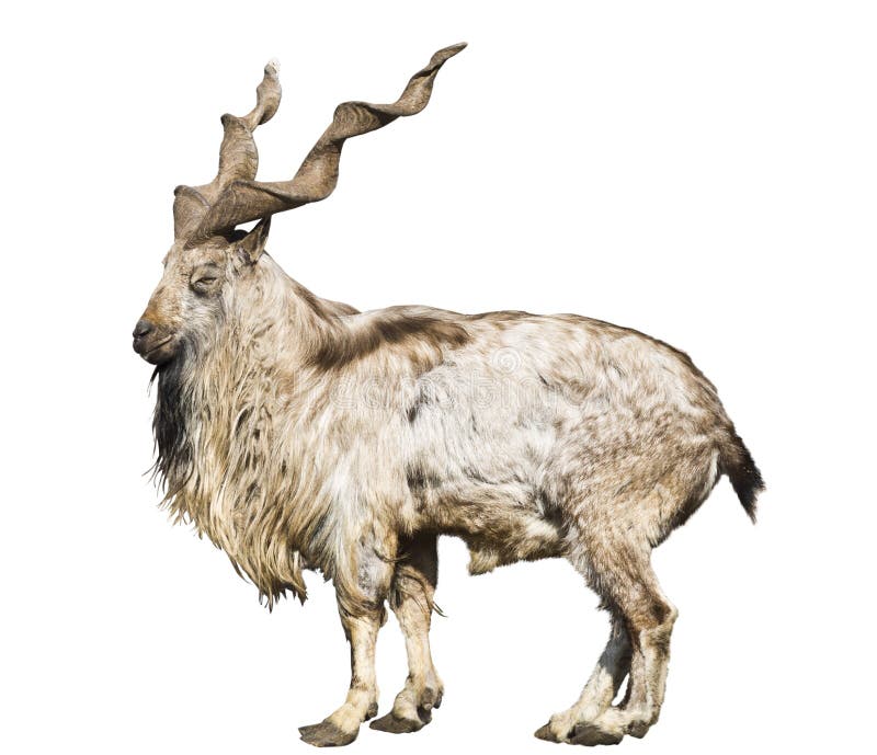 Wild screw-horned goat (markhor)