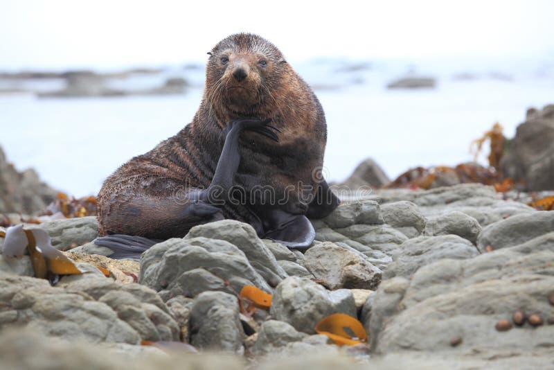 Wild seal