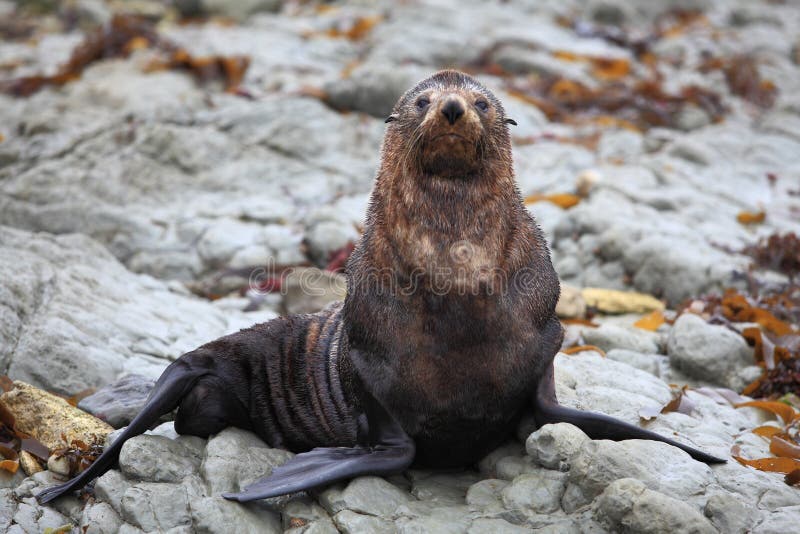 Wild seal at Seal colony