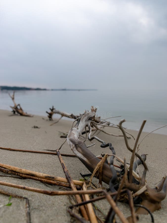 Seascape with a crow, empty plastic bottle, calm sea water, sand and dry branches of trees royalty free stock image Seascape with a crow, empty plastic bottle, calm sea water, sand and dry branches of trees royalty free stock image