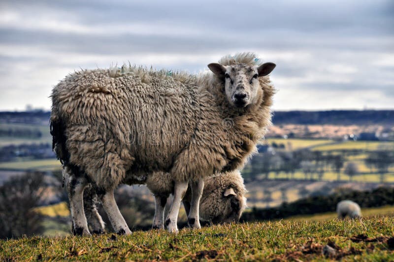 Wild sheep in the yorkshire dales, england