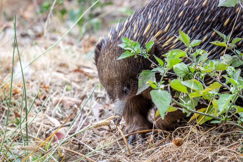 Wild Short-beaked Echidna Foraging at Hanging Rock, Victoria, Australia, March 2019 stock photography Wild Short-beaked Echidna Foraging at Hanging Rock, Victoria, Australia, March 2019 stock photography