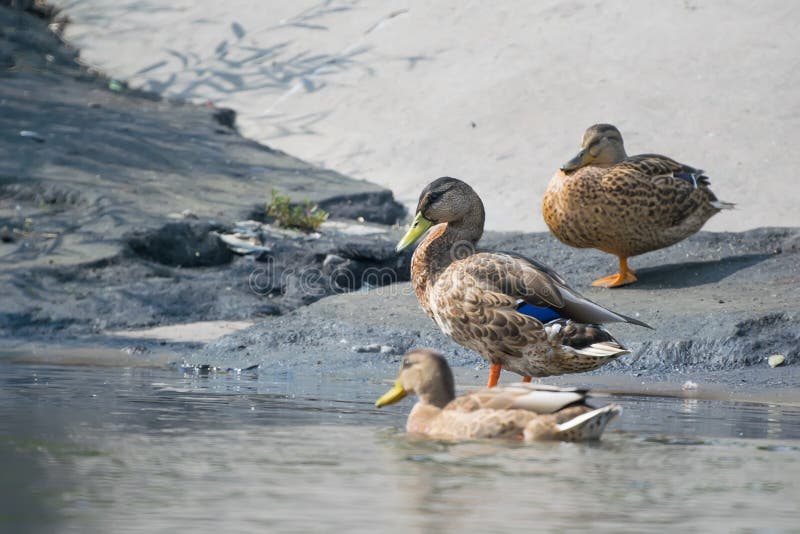 Wild sibirische Enten, mallards, am Ufer des städtischen Stausees stehend lizenzfreie stockfotografie Wild sibirische Enten, mallards, am Ufer des städtischen Stausees stehend lizenzfreie stockfotografie