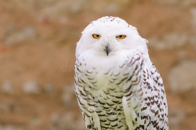 Wild silent raptor bird white snowy owl