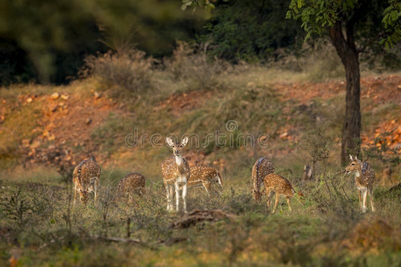 wild spotted deer or chital or axis deer family or herd or group grazing grass alert curious face expression in winter season safari ranthambore national park forest tiger reserve madhya pradesh india