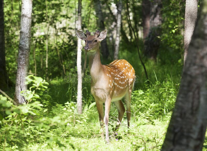 Wild Spotted Deer in the Forest Stock Photo Image of mammal, spotted