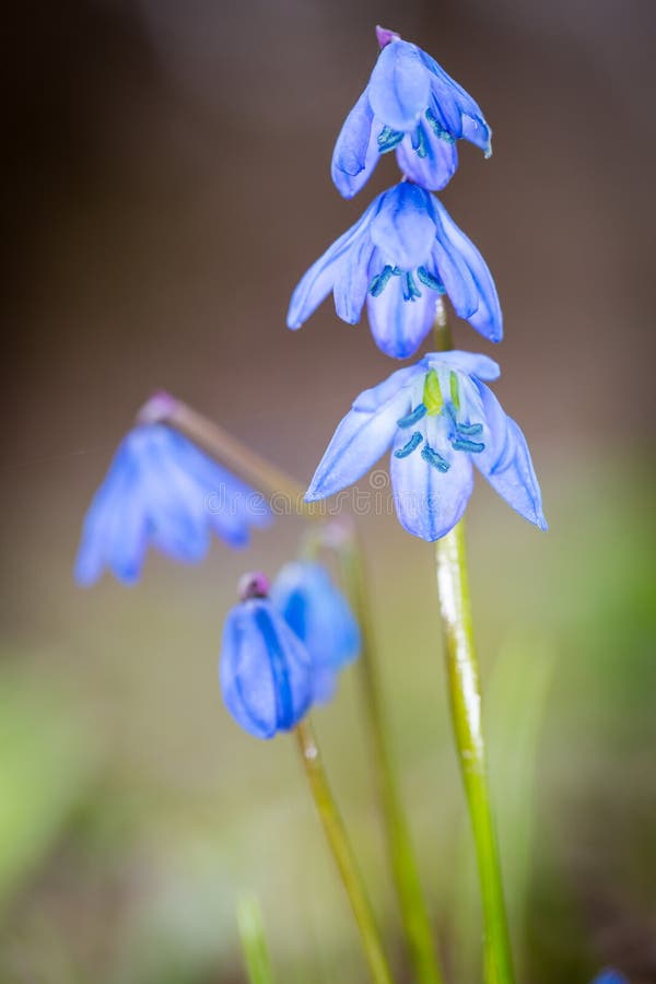 Wild spring flowers stock images
