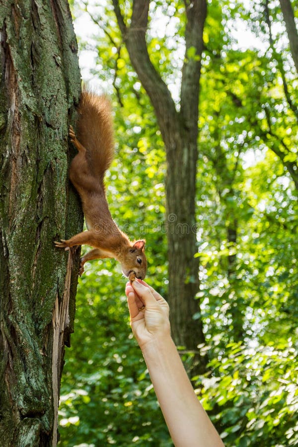 A Wild Squirrel in a Forest on a Tree Eats a Nut from a Person`s Hand