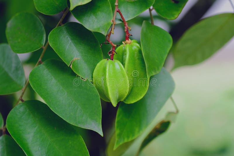 Wild Startfruit Tree Bearing Fruit Stock Image Image of asia, leaves