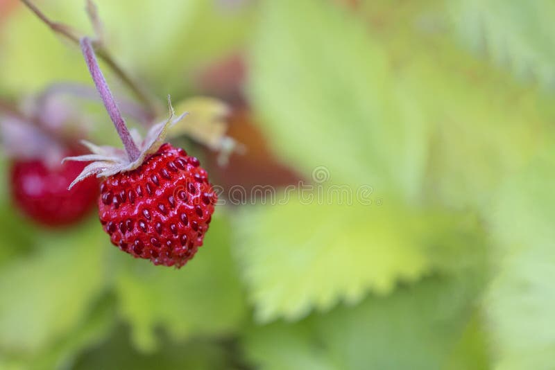 Wild straberrries and green leaves on stems royalty free stock image Wild straberrries and green leaves on stems royalty free stock image
