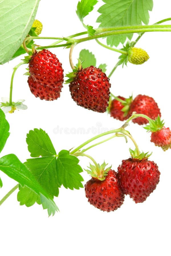 Wild strawberries.