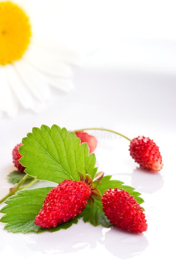 Wild strawberries