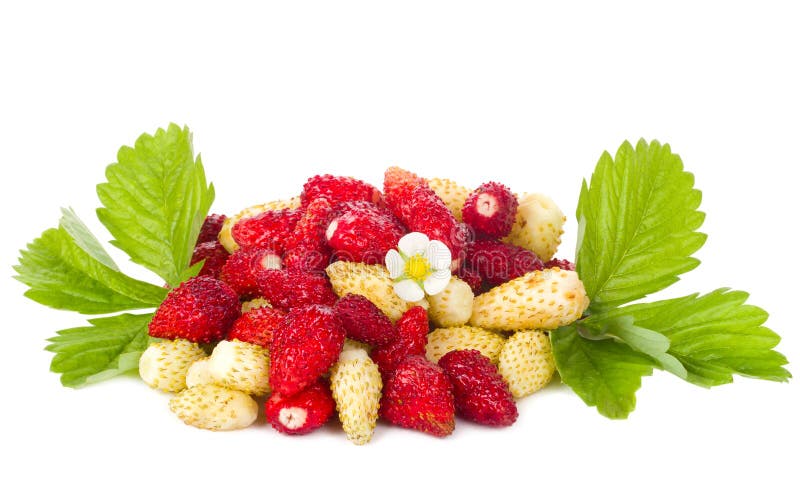 Wild strawberries with flower and leaves