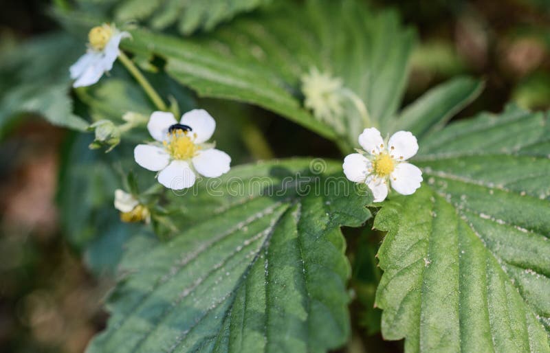 Wild strawberries flowers