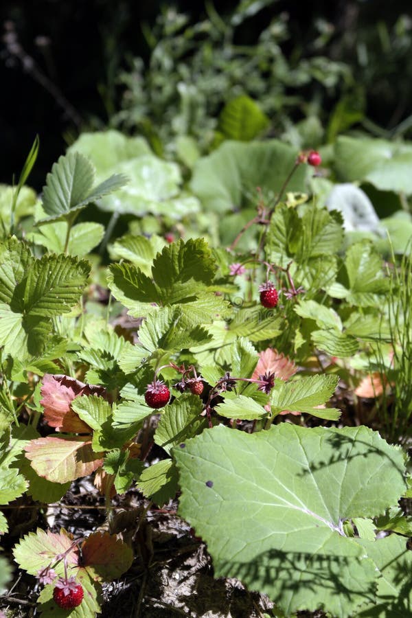 Wild Strawberries in a Forest Glade Stock Image Image of fresh, wild 57269175
