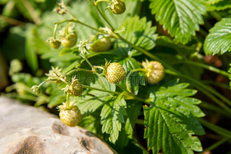 Wild strawberries Fragaria vesca