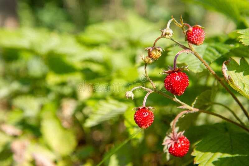 Wild strawberries Fragaria vesca