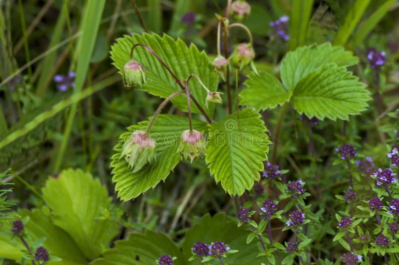 Wild strawberries with green leaves and unripe fruit, blossom of wild thyme or Thymus serpillorum, Plana mountain