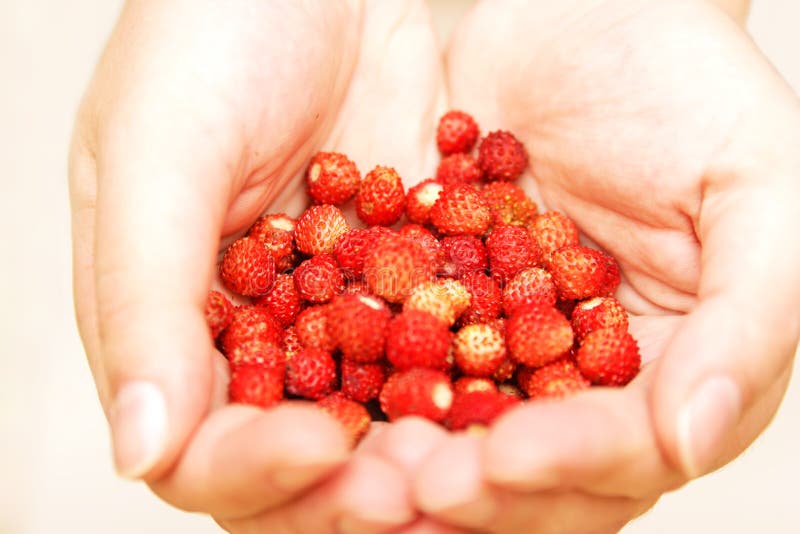 Wild strawberries in open palms