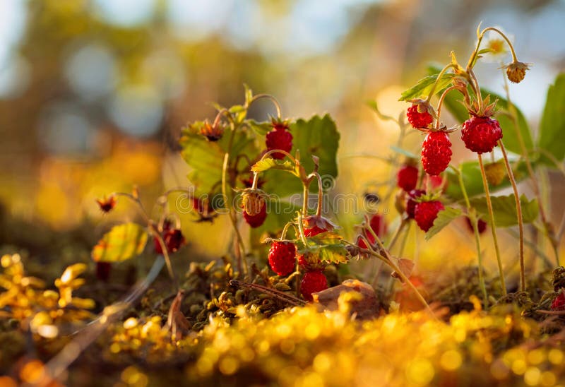 Wild Strawberries at Sunset in Forest Stock Photo Image of plant, juicy 151476350
