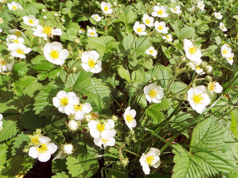 Wild Strawberries White Bed of Flowers Stock Photo Image of