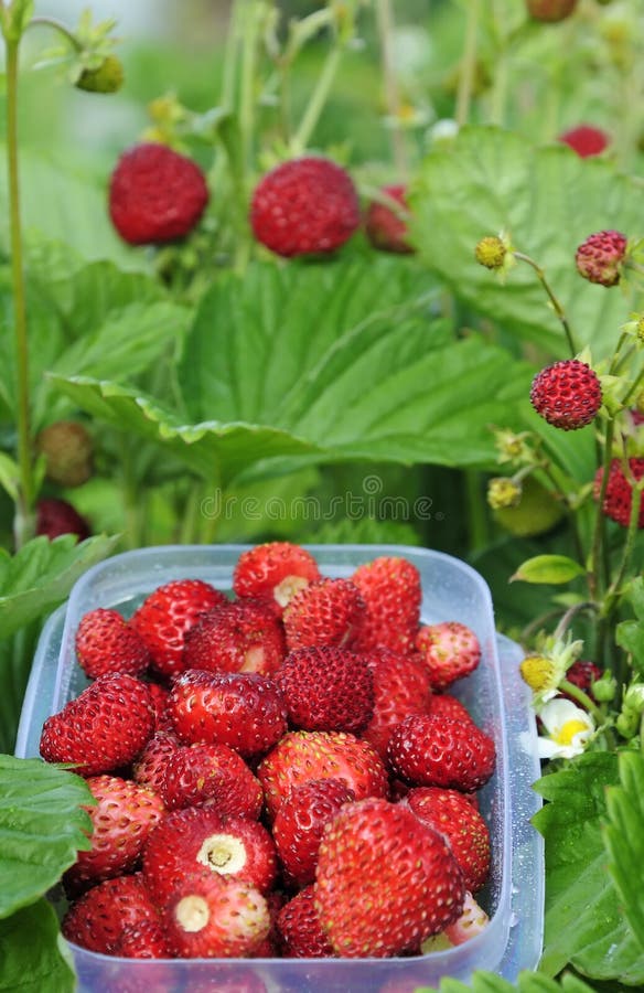 Wild strawberry