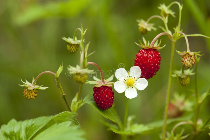 Wild strawberry