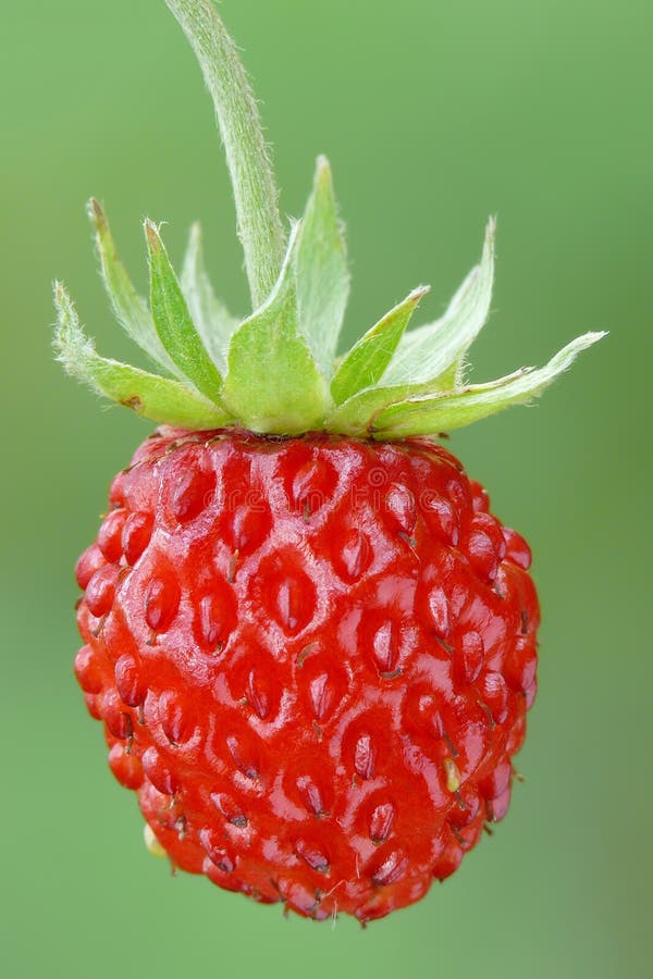 Wild strawberry stock photo Wild strawberry stock photo