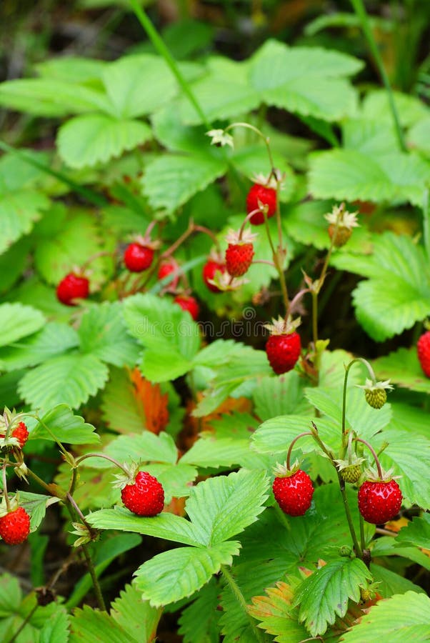 Wild strawberry