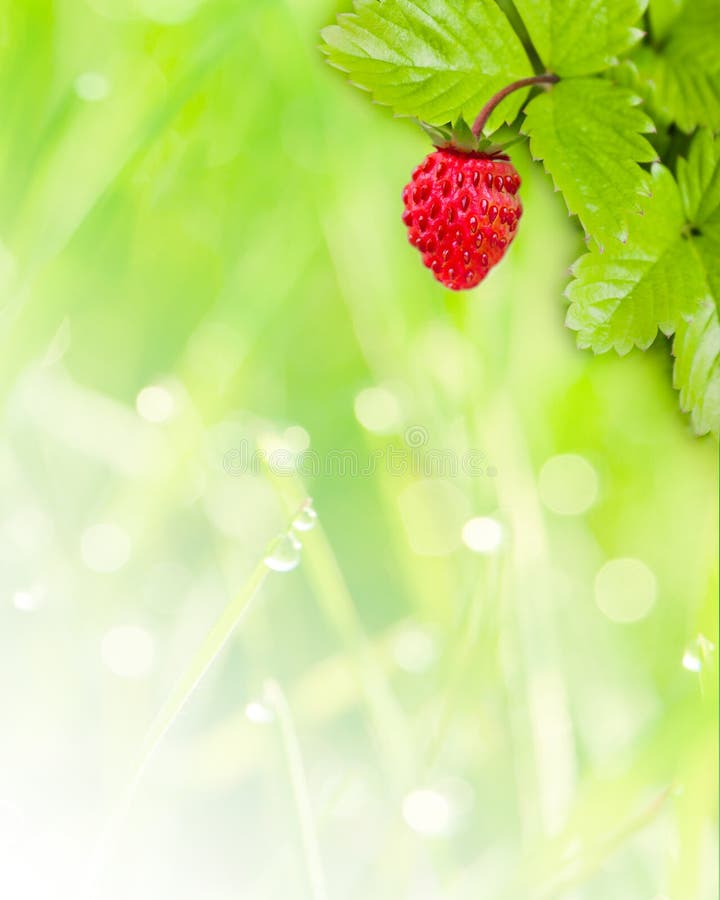 Wild strawberry background