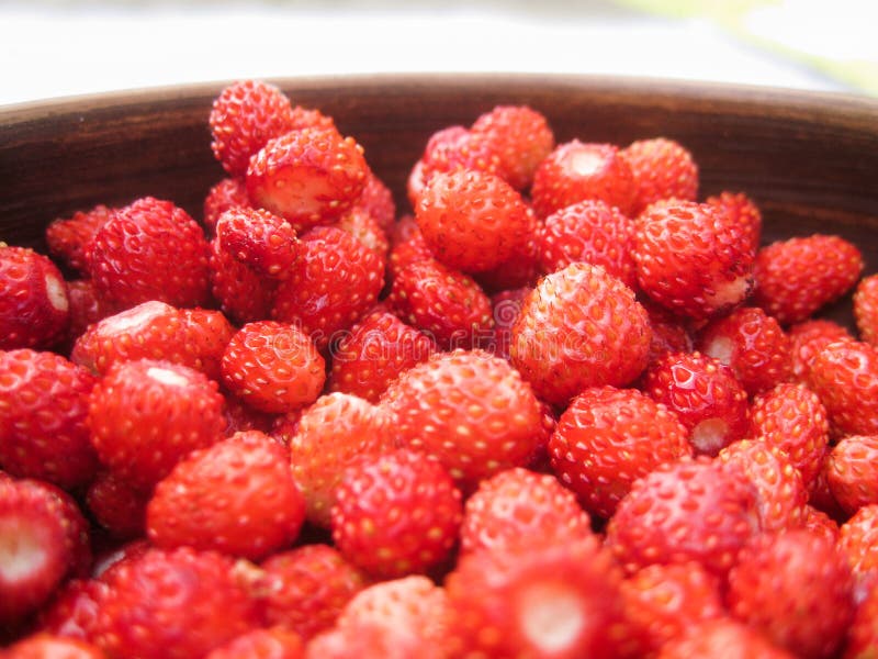 Wild Strawberry in an Earthenware Basin Stock Image Image of fragaria