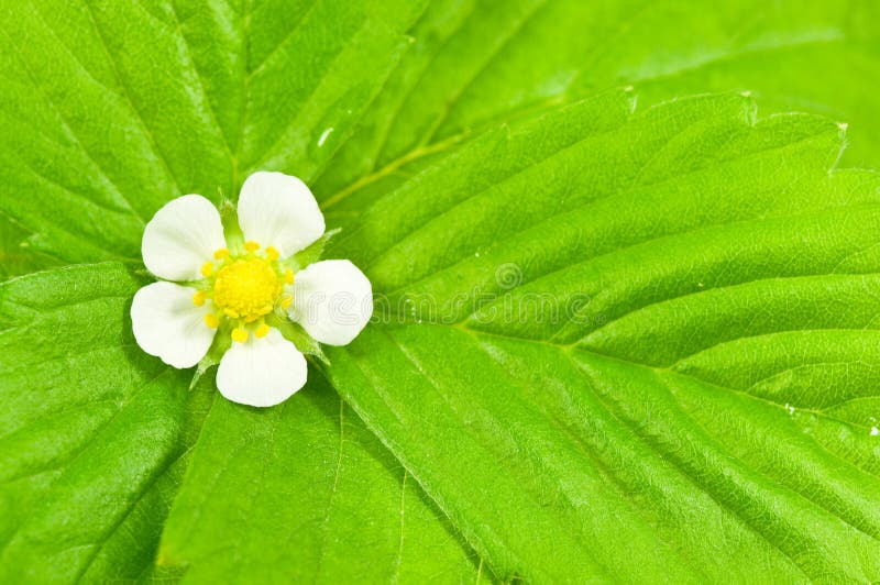 Wild strawberry flower