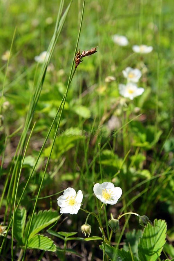 Wild strawberry flowers