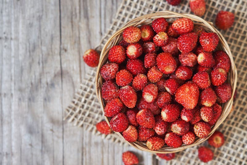 Wild strawberry Fragaria vesca