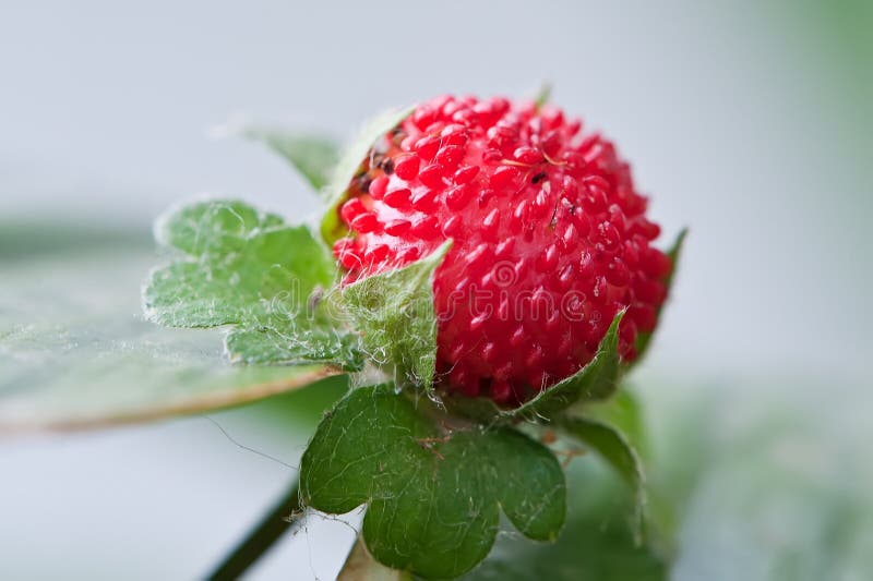 Wild strawberry