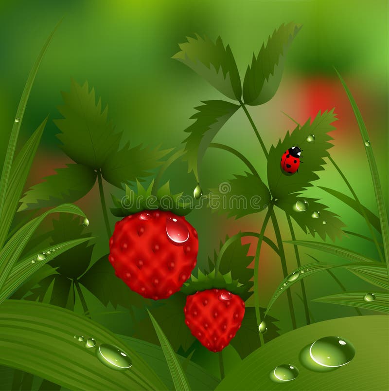 Wild Strawberry Stock Illustrations – 6,540 Wild Strawberry Stock