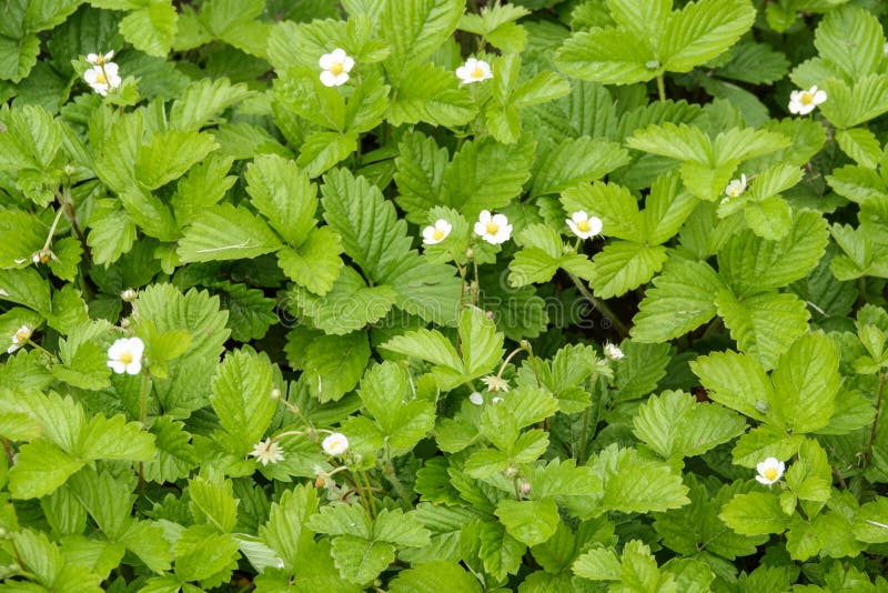 Wild strawberry plant with green leafs and ripe red fruit - Fragaria vesca