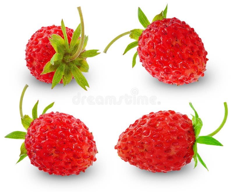 Wild strawberry