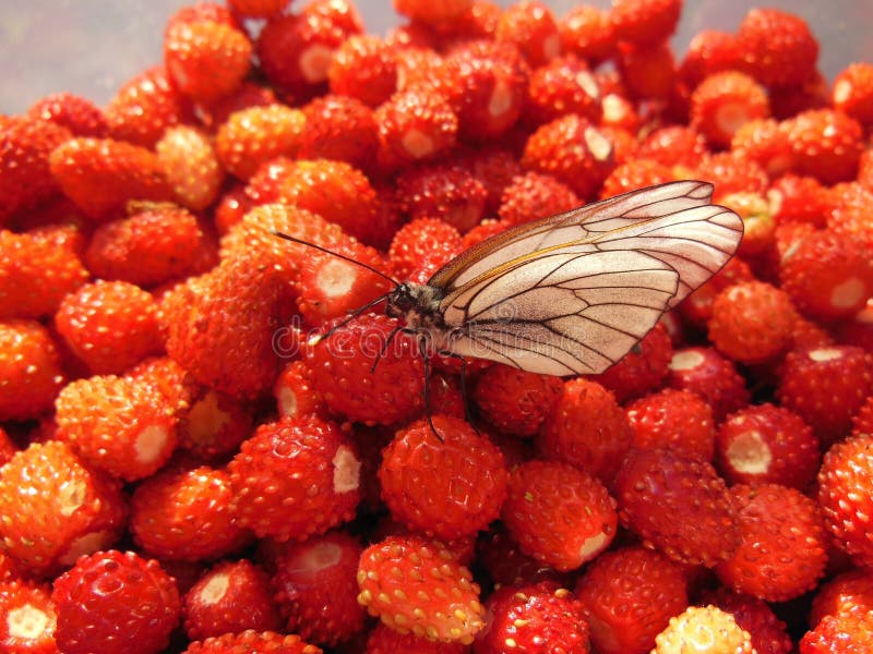 Butterfly Eating Strawberry Stock Image Image of snack, wildlife 160963133