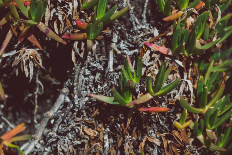 Wild succulent plant growin on tree trunk with vibrant green and red tones shot at shallow depth of field