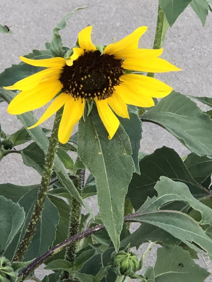 Sunflower stock image. Image of contrast, nature, sunflower 123283605