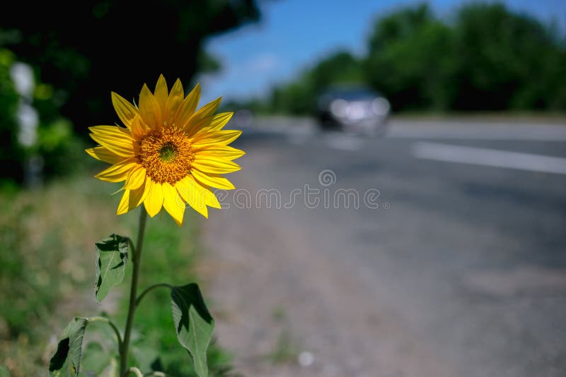 Wild sunflower grows at the edge of the road
