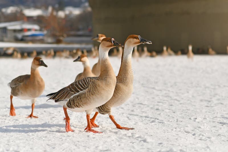 Wild swan gooses walking in snow along the River Neckar in Heidelberg