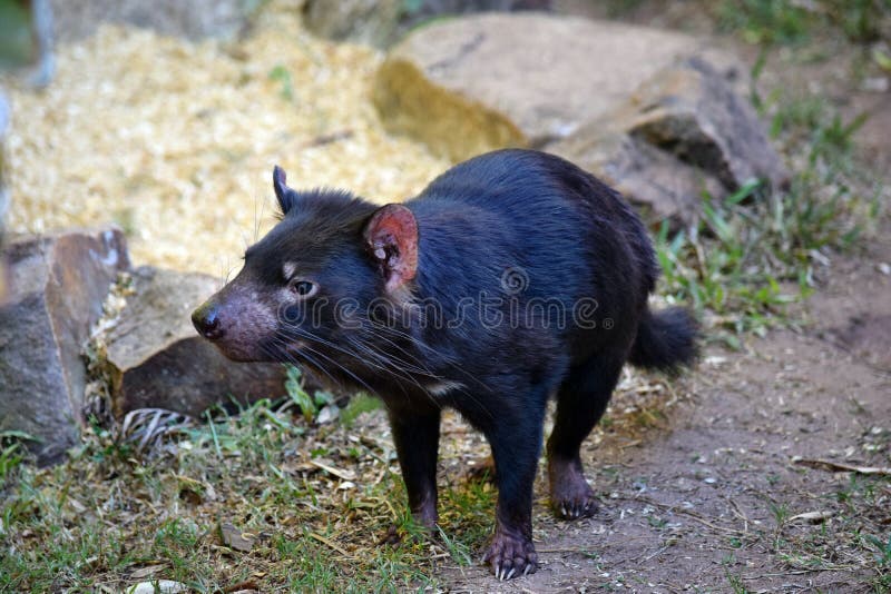 Wild Tasmanian Devil Endangered with Extinction Stock Image - Image of