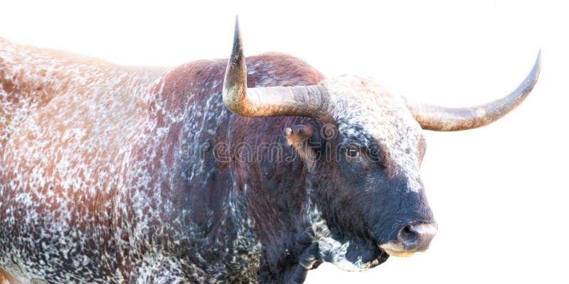 Wild Texas Longhorn Bull